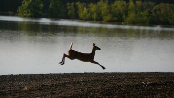 This state needs your help identifying cases of this deadly deer disease - Fox News