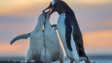 Scientists discover new penguin species through breakthrough genetic analysis