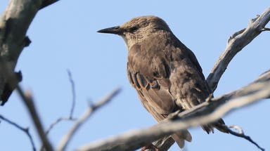 Where do animals go when fall arrives? Inside the incredible migrations happening across the US