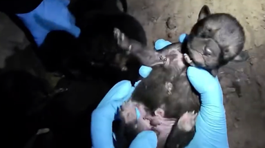 Endangered red wolf pups make incredible journey from Saint Louis Zoo to wild North Carolina pack