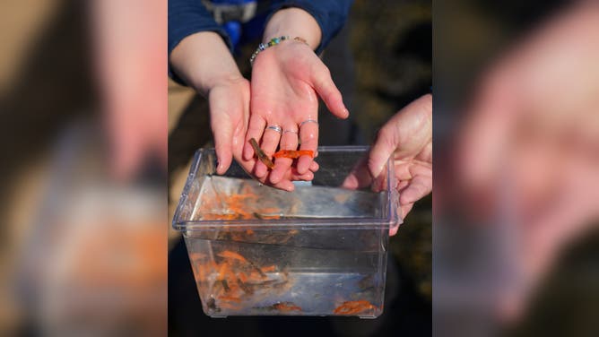 Releasing Peaches' multicolored baby lobsters at Ram Island with professor Markus Frederich. May 12, 2025.