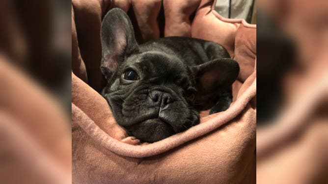 The French bulldog, Cassie, jumped between a black bear to defend her family.