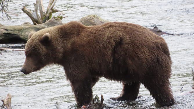 Subadult bear 620 in Fall 2025.