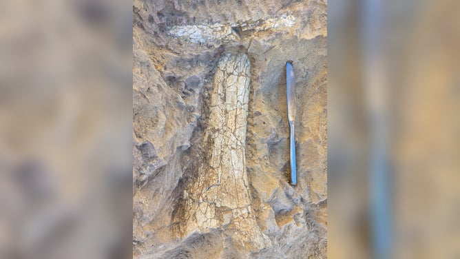 A fossil next to a knife for scale.