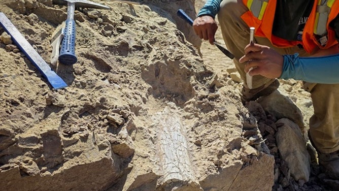 Workers at the site as they uncovered the fossilized bone.