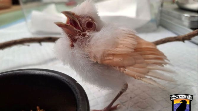 Frosty when he was first admitted to Raven Ridge Wildlife Center back in July.