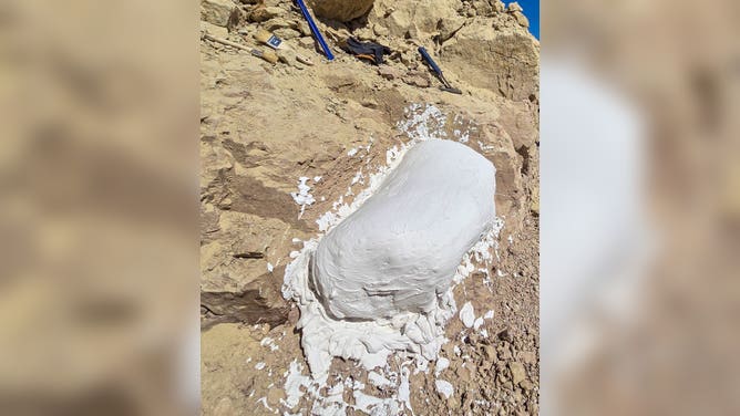 The plaster jacket over one of the fossils.