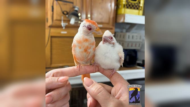 Frosty (left) and Gelato (right).