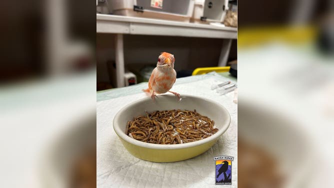 Frosty at a bowl of mealworms.