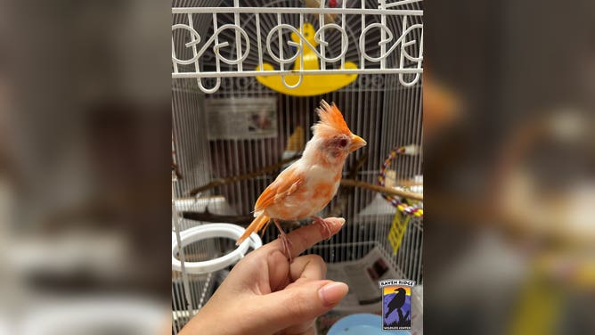 Frosty perched on a finger.