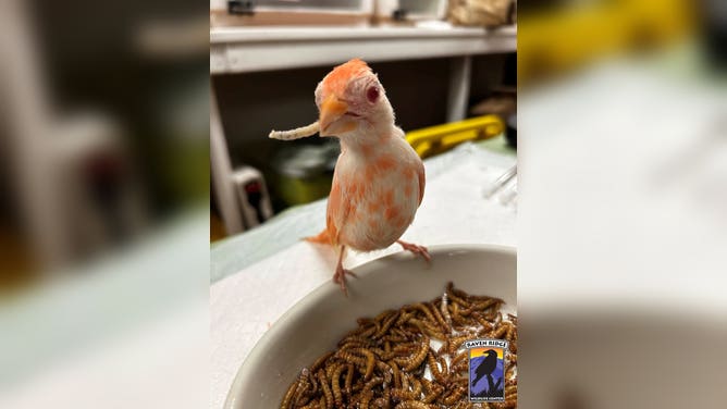 Frosty eating a mealworm.