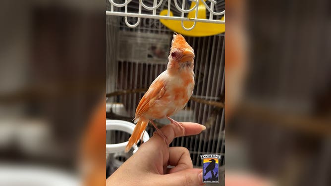 Frosty is starting to show color as he molts.