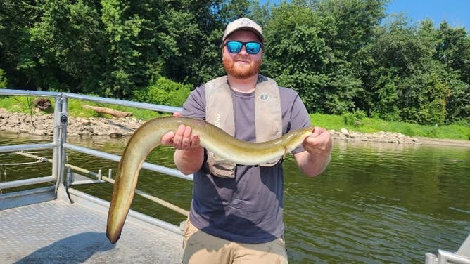 MDC Resource Management Technician Christian Goodson proudly holds a rare, 37-inch American eel, that was found in the Mississippi River during late summer.