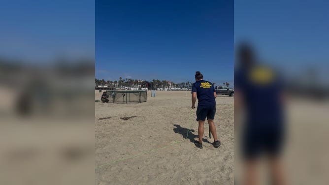 Local officials set up fencing around olive ridley sea turtle nest.
