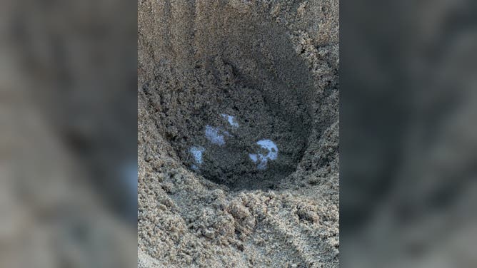 Eggs burrowed by a olive ridley sea turtle in California.