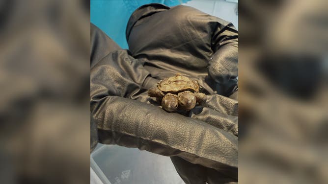 The diamondback terrapin turtle is about two weeks old.