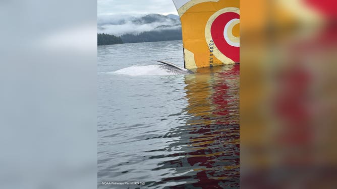 The fin whale was discovered dead on the bulbous bow of a cruise ship.