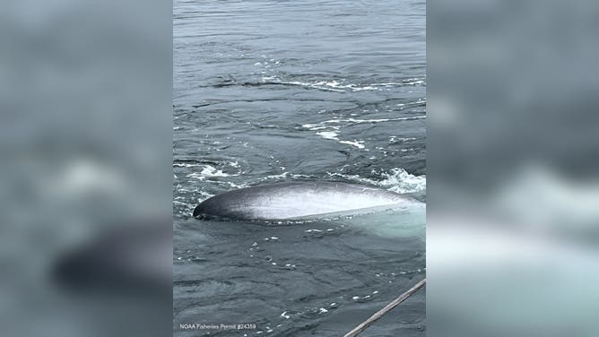 The dead whale in the water in Alaska.