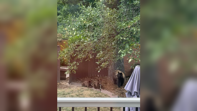 A mother bear and two cubs in the backyard of a home in Boulder, Colorado.
