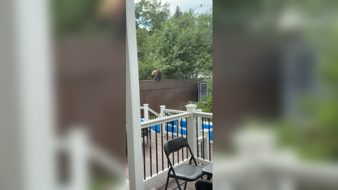 A bear climbing a fence in Boulder, Colorado.