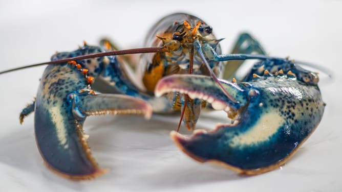 On the Biddeford Campus in the Marine Science Lab, "Currant" a new blue and orange lobster found its new home in 2024