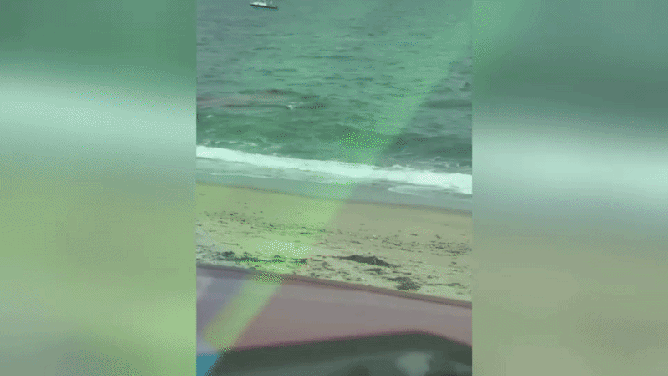 The shark's large dorsal fin and tail can be seen slightly emerging from the shallow water.