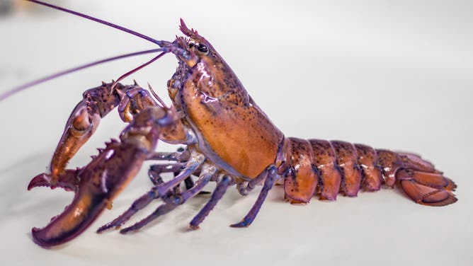 On the Biddeford Campus in the Marine Science Lab "Fig" a new purple lobster found its new home in 2024