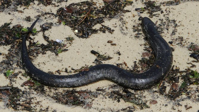 An American eel appears lies on the edge of the waters of the Mississippi Sound in a file image from 2010. (