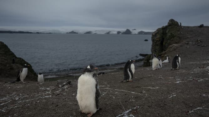 ANTARCTICA - FEBRUARY 06: Gentoo (gento) penguins are seen on Ardley Island, one of the 72 special protected areas called "ASPA (Antarctic Specially Protected Area)" as Turkish scientists conduct fieldwork in Antarctica within 7th National Antarctic Science Expedition under the coordination of the Scientific and Technological Research Council of Turkiye (TUBITAK) MAM Polar Research Institute with the joint responsibilities of the Turkish Presidency and Turkish Ministry of Industry and Technology in Antarctica, on February 13, 2023. Turkish Scientists, left a minimum footprint on Antarctica, " Continent of Science and Peace" took up the role of life's guardians by averting harm to the continent's environment and its surrounds.
