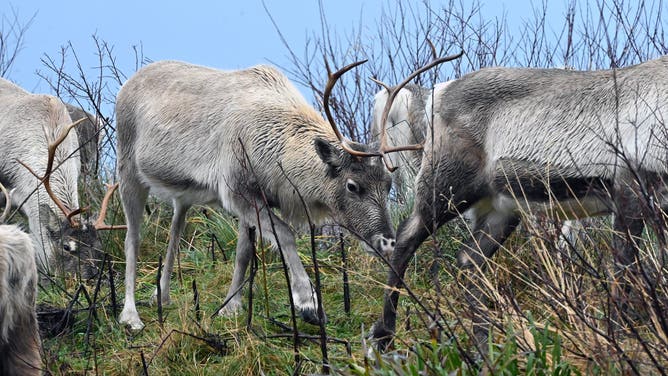 AVIEMORE, SCOTLAND - DECEMBER 16: Reindeer graze by the side of the road on the slopes of Cairngorm in the Cairngorms National Park, on December 16, 2024 in Aviemore, Scotland.