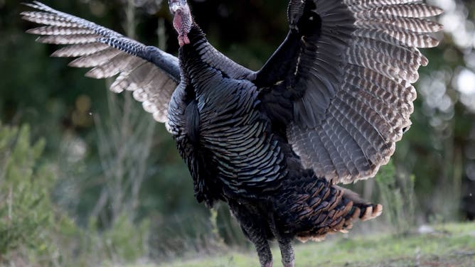 BERKELEY, CALIFORNIA - NOVEMBER 26: A wild turkey spreads its wings near the Berkeley Marina in Berkeley, Calif., on Tuesday, Nov. 26, 2024.