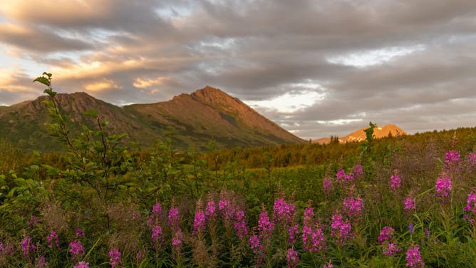 ANCHORAGE, ALASKA, USA - AUGUST 8: Fireweed, locally known as "Cillqaq" and regarded as Alaska's symbolic flower, blooms in purple across Glen Alps, signaling the end of summer in Anchorage, Alaska, USA, on August 8, 2025.