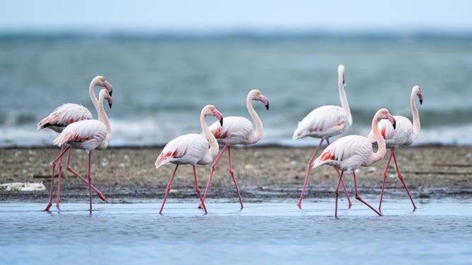 AYDIN, TURKIYE - OCTOBER 19: A view of the flamingos at Buyuk Menderes Delta in Aydin, Turkiye located along the Aegean coast on October 19, 2025. Delta is home to a wide variety of bird species and rich wildlife. As one of Turkiye's most important wetlands, the delta - largely preserving its natural structure - serves as a vital shelter and feeding ground for both local and migratory birds throughout the year.