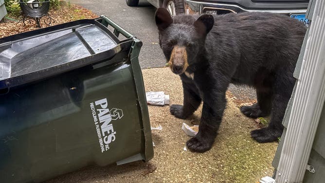 A young black bear rummaging through a garbage bin just outside of the backdoor of the home in Simsbury, Connecticut June 27, 2025.