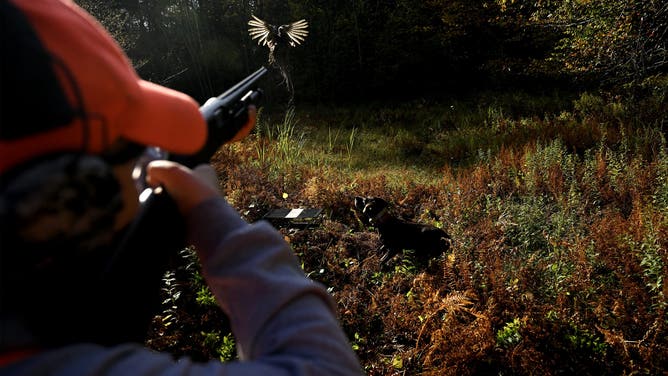 Garrett Zagurski 14, of Terriville takes aim as a pheasant pops into the air from a spring loaded launcher while also being mindful of the location of Penny the hunting dog. The Department of Energy and Environmental Protection's wildlife division held a junior hunting training day' for 12-15 year olds to learn how to hunt pheasants with members of the Harwinton Rod and Gun Club in Colebrook, Connecticut October 11th 2025.