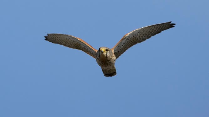 27 February 2026, Berlin: 27.02.2026, Berlin. A kestrel (Falco tinnunculus) flies in the blue sky.