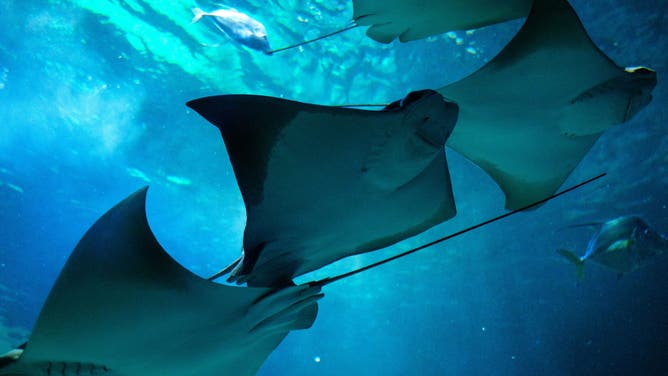 Close view of rays and stingrays swimming in Ray Bay at Ripley s Aquarium of Canada in downtown Toronto, Ontario, Canada on April 28, 2023. The blue underwater scene shows ventral views of rays with whip-like tails, including cownose ray Rhinoptera bonasus and stingrays consistent with southern stingray Hypanus americanus or roughtail stingray Bathytoshia centroura, species listed by the aquarium for Ray Bay. (Photo by Martin Bertr