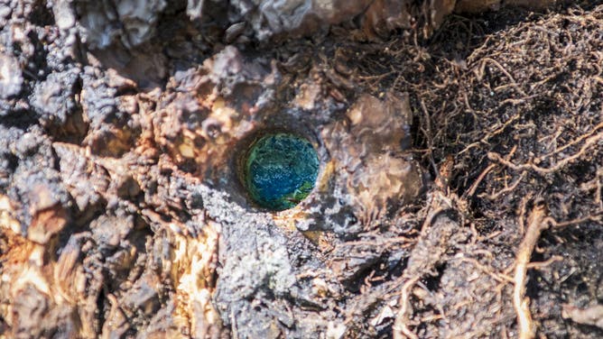 INCLINE VILLAGE, NEVADA, Aug. 6, 2026: A substance believed to be copper sulfate was injected into holes bored into the tree trunks and diesel fuel was poured on the ground around the base of the trees. Several large trees at Burnt Cedar Beach in Incline Village, NV were recently poisoned.