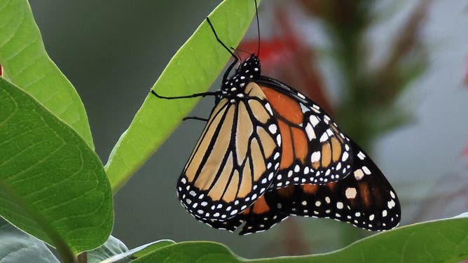 ROSLYN, NEW YORK - AUGUST 16: A Monarch Butterfly populates the Cedarmere Park on August 16, 2026 in Roslyn, New York. The Long Island region provides a welcome habitat for a host of wildlife.