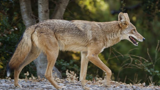 THOUSAND OAKS, CALIFORNIA - AUGUST 23: A coyote walks on a sidewalk in a residential neighborhood on August 23, 2026 in Thousand Oaks, California.