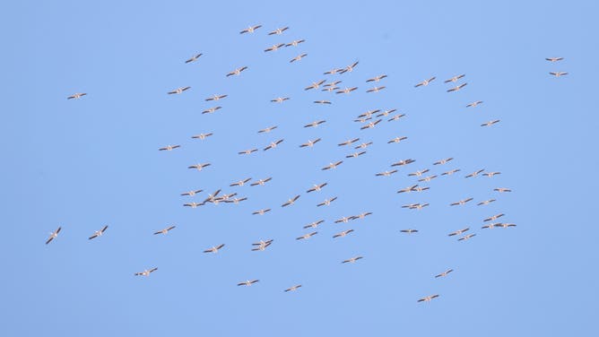 KIRKLARELI, TURKIYE - AUGUST 29: A flock of storks is seen flying over Kirklareli, Türkiye, as they begin their migration journey ahead of autumn on August 29, 2026.