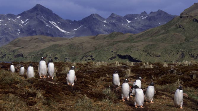 SOUTH GEORGIA AND THE SOUTH SANDWICH ISLANDS - 1993/01/01: South Georgia Island, Stromness, Gentoo Penguins Returning From Feeding At Sea.