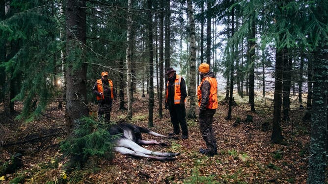 NAHKELA, TUUSULA, FINLAND - 2016/10/15: Few meters inside the forest the hit moose is spotted by the hunters laying dead on the ground Hunting, in Finland, is much more than a simple Sunday hobby. The Finns have always been hunters, it was the only way to provide food for the winter and to control dangerous animals like bears. Spread in the vast Finnish forests, villages had always to care about their own subsistence. Even todays hunters have the same spirit, inherited from their fathers and grandfathers.