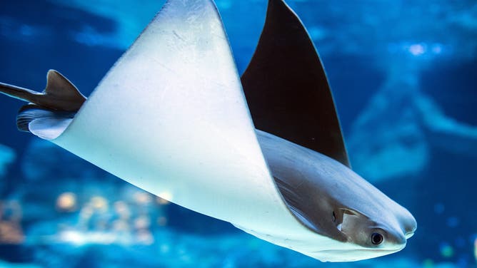 A cownose ray swimming in its tank at the Aquazoo in Duesseldorf, Germany, 21 August 2017. The Aquazoo Loebbecke Museum is opening after more than 4 years of renovations costing almost 21 million euros.