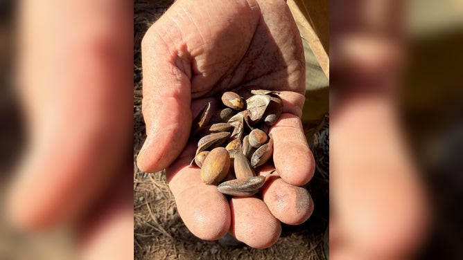 Handful of Torrey pine seeds.