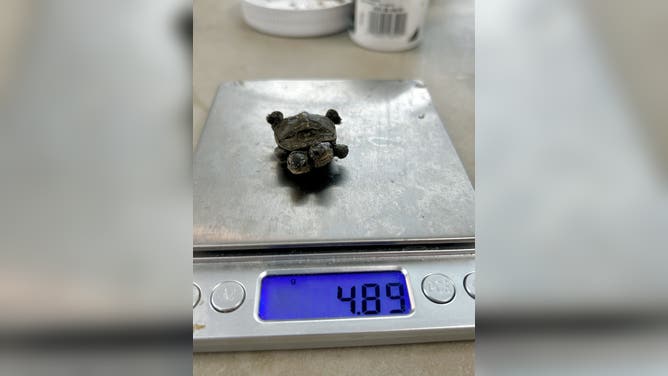The turtle weighs less than 5 grams.