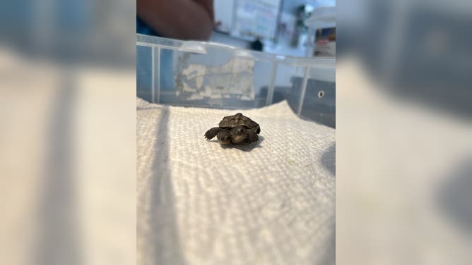 The little turtle is eating, has full control of its limbs and can swim.