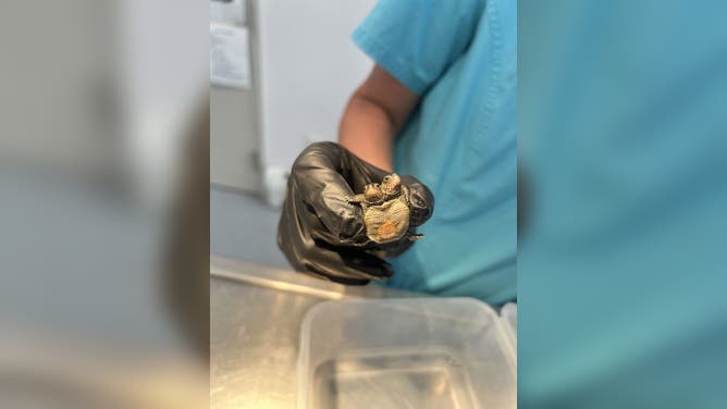 The turtle is about the size of a nickel.