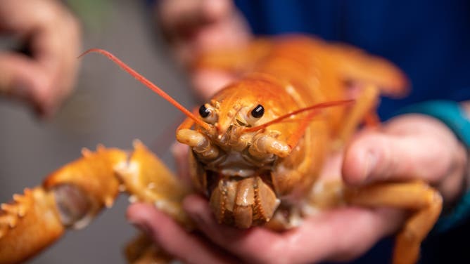Peaches the rare 1-in-30 million orange lobster.