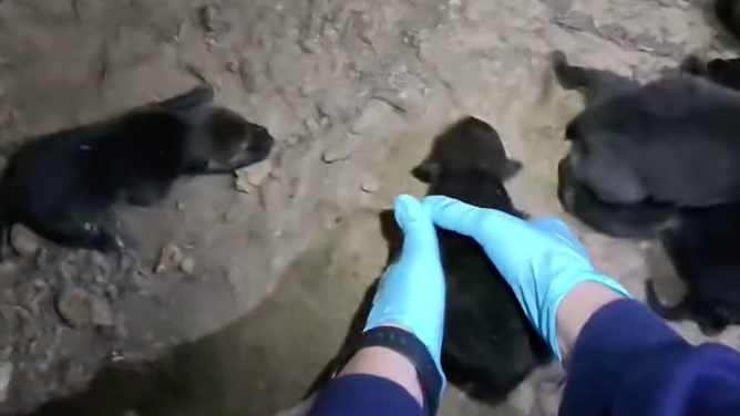 The Zoo team took three of the pups to North Carolina.